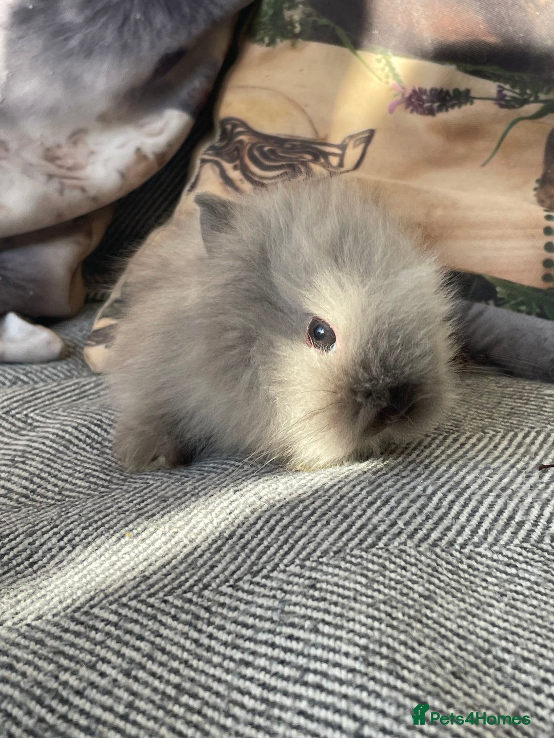 Lionhead rabbits for sale: One male left. Blue eyes. Orange and white - Image 12