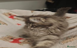 Maine Coon cats for sale: Beautiful Maine coon kittens - Image 24