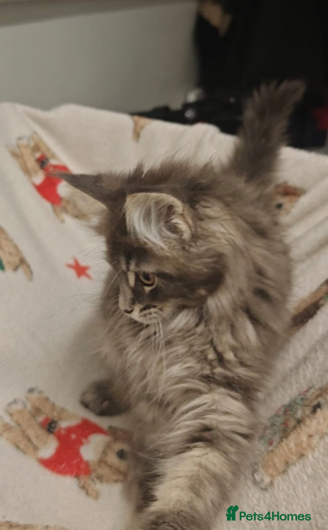 Maine Coon cats for sale: Beautiful Maine coon kittens - Image 24
