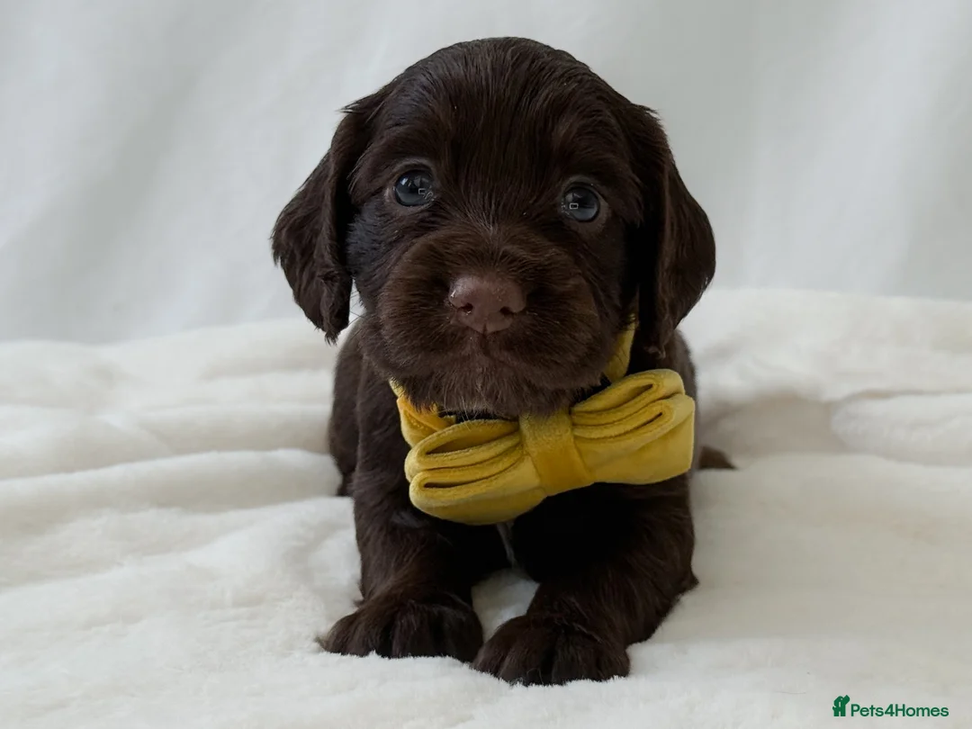 Cocker Spaniel dogs for sale: KC Working Cocker Spaniel Puppies - Health Tested  - Advert 4