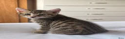 Mixed Breed cats for sale: BENGAL X DSH X BSH ADORABLE FLUFFY KITTEN - Advert 10