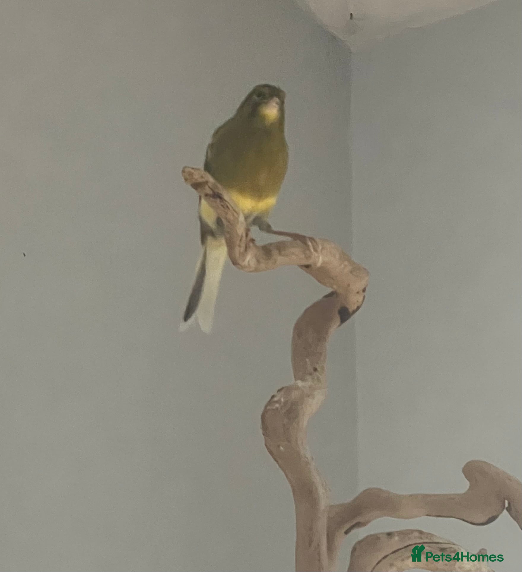 Canaries birds Male canary - Advert 4