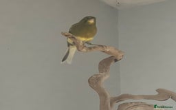 Canaries birds for sale: Male canary - Image 1