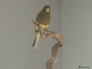 Canaries birds for sale - Advert 1