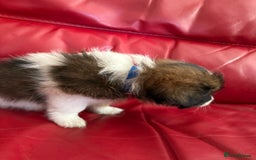 Mixed Breed dogs for sale: Yorkshire terrier x jack russell - Image 4