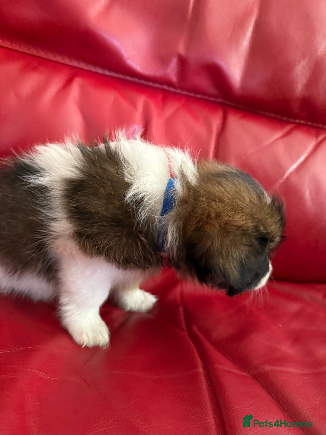 Mixed Breed dogs for sale: Yorkshire terrier x jack russell - Image 4