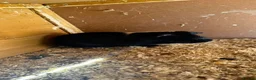 Guinea Pig rodents for sale: Guinea pig with a big cage in Leighton Buzzard - Advert 1
