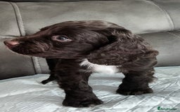 Cocker Spaniel dogs for sale:   KC Registered cocker spaniel 🐾🐾🐾🐾🐾🐾🐾🐾 - Image 10