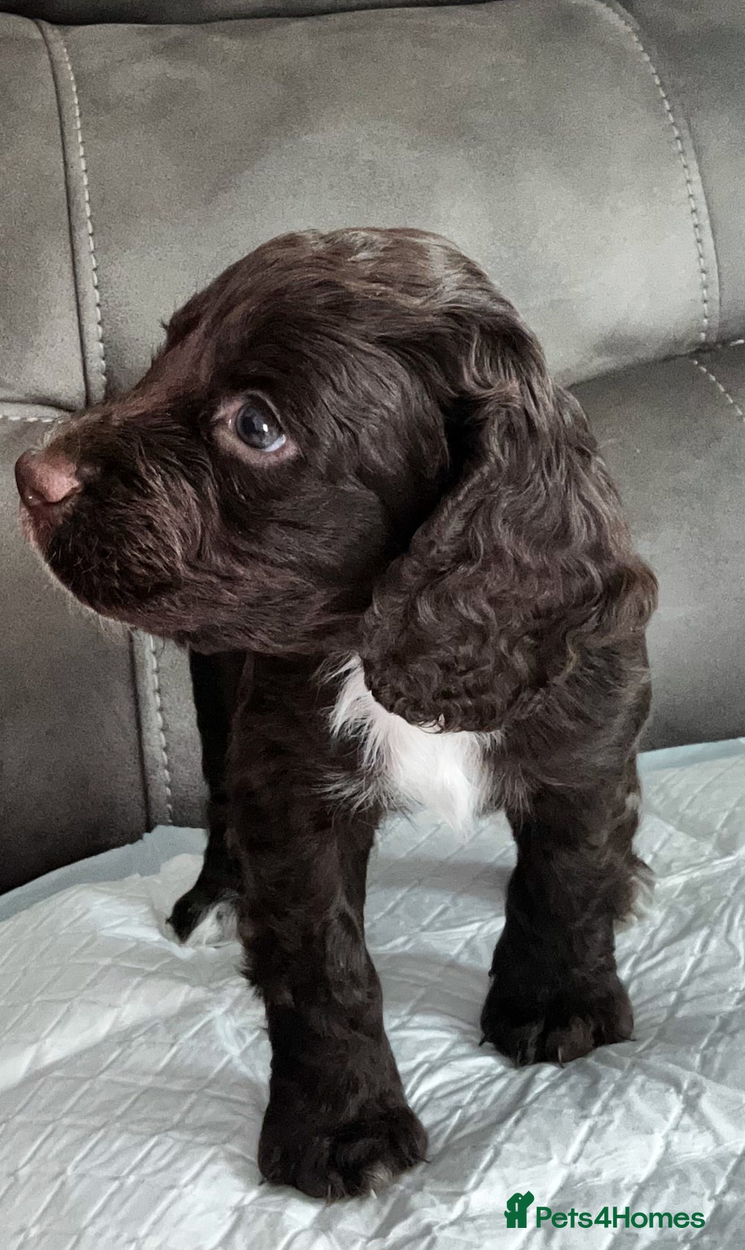 Cocker Spaniel dogs for sale:   KC Registered cocker spaniel 🐾🐾🐾🐾🐾🐾🐾🐾 - Image 10