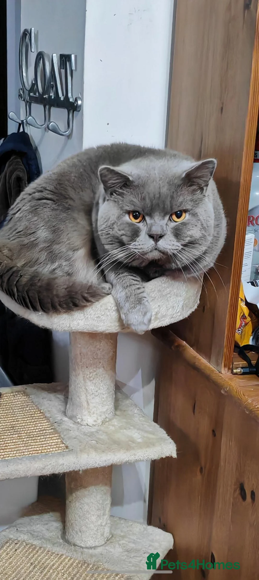 British Shorthair cats for sale: British shorthair blue and white bicolour kittens - Advert 10