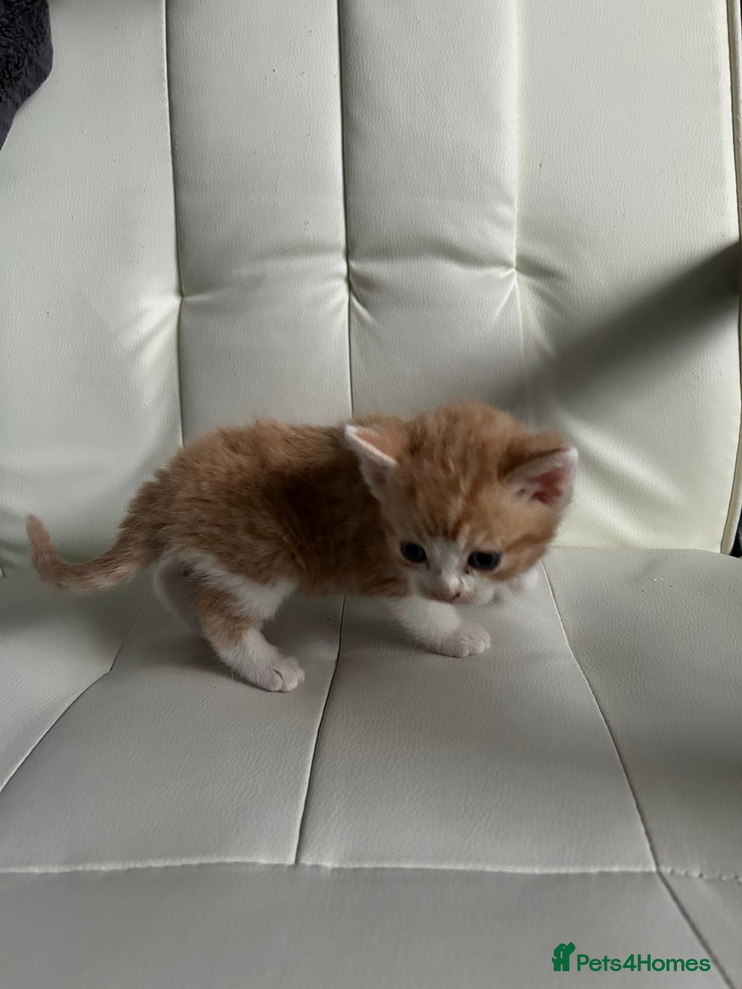 Ragdoll cats for sale: Ragdoll x Tabby Gorgeous Rare Coat Kittens - Advert 8