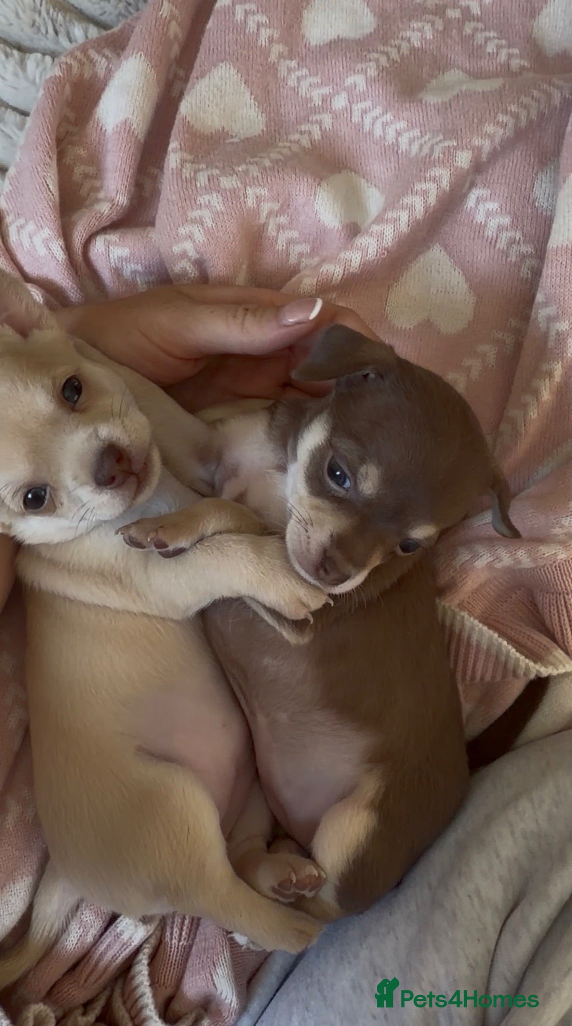 Chihuahua dogs Beautiful Female Chihuahua Puppies for sale - Advert 2