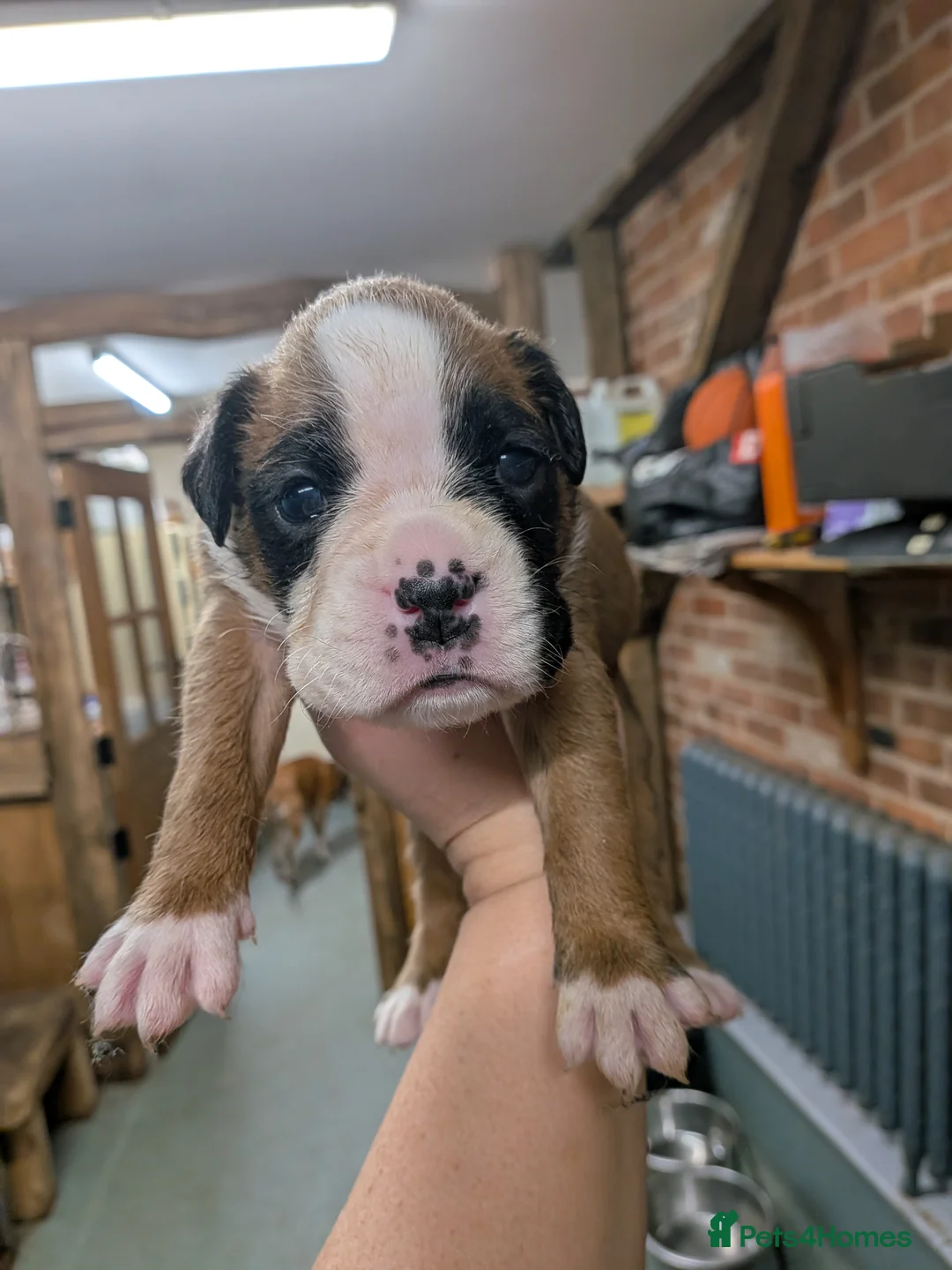 Boxer dogs for sale: KC registered bob tailed girl - Advert 36