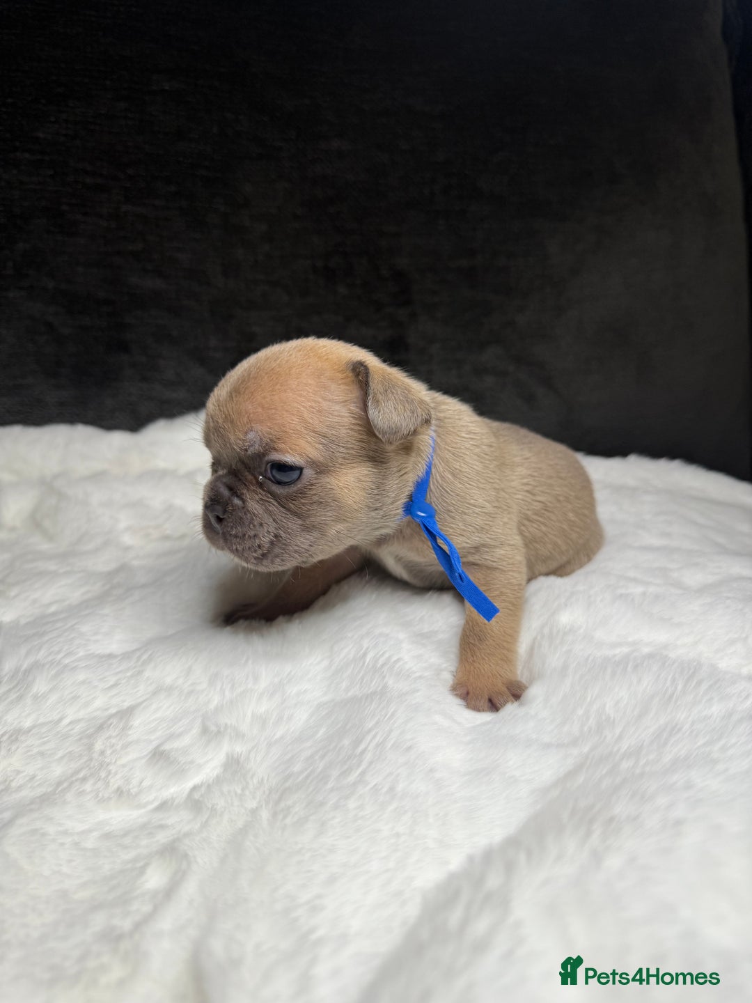 French Bulldog dogs for sale: French Bulldog puppies - Advert 19