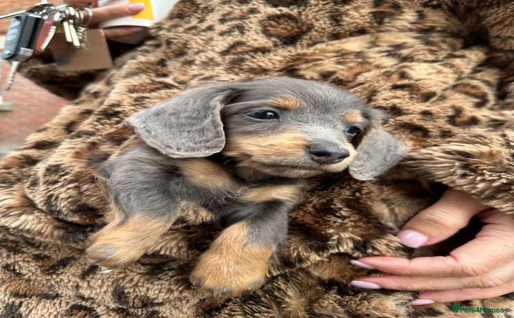 Miniature Dachshund dogs - Advert 4