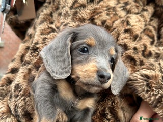 Miniature Dachshund dogs Last boy! Longhaired miniature dachshund - Advert 7