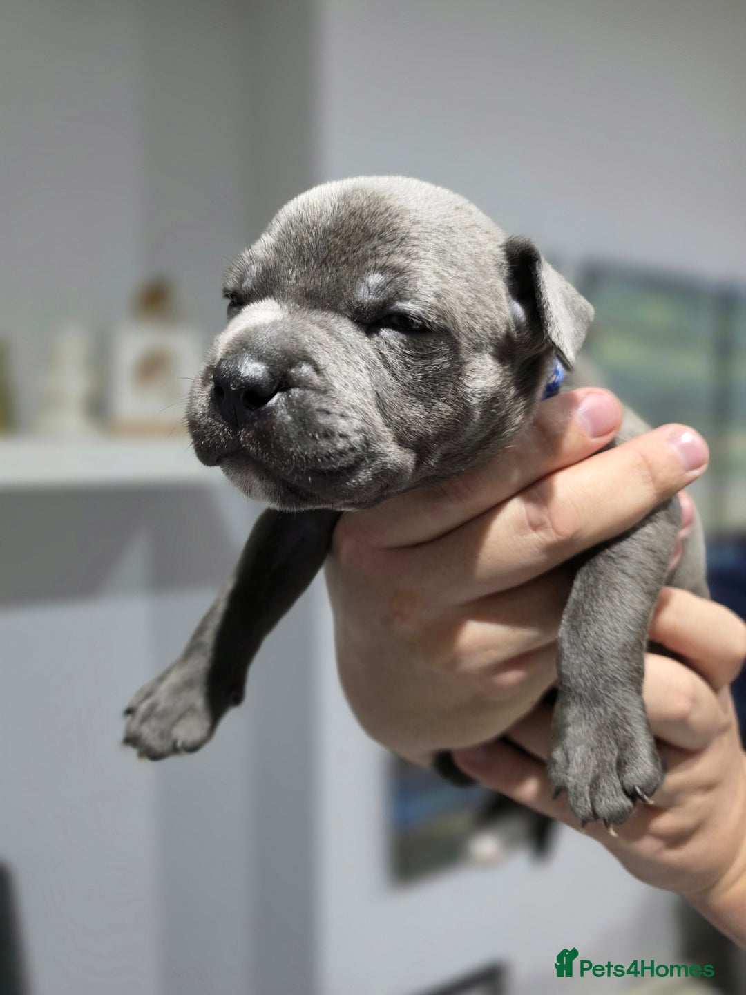 Staffordshire Bull Terrier dogs for sale: Beautiful Staffordshire Bull Terrier Puppies - Advert 26