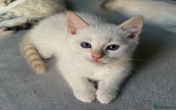 Ragdoll cats for sale: Flame lynx point Ragdoll x kitten Ready to leave - Image 37