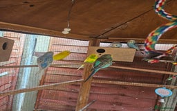 Budgerigars birds for sale: Budgies  - Image 5