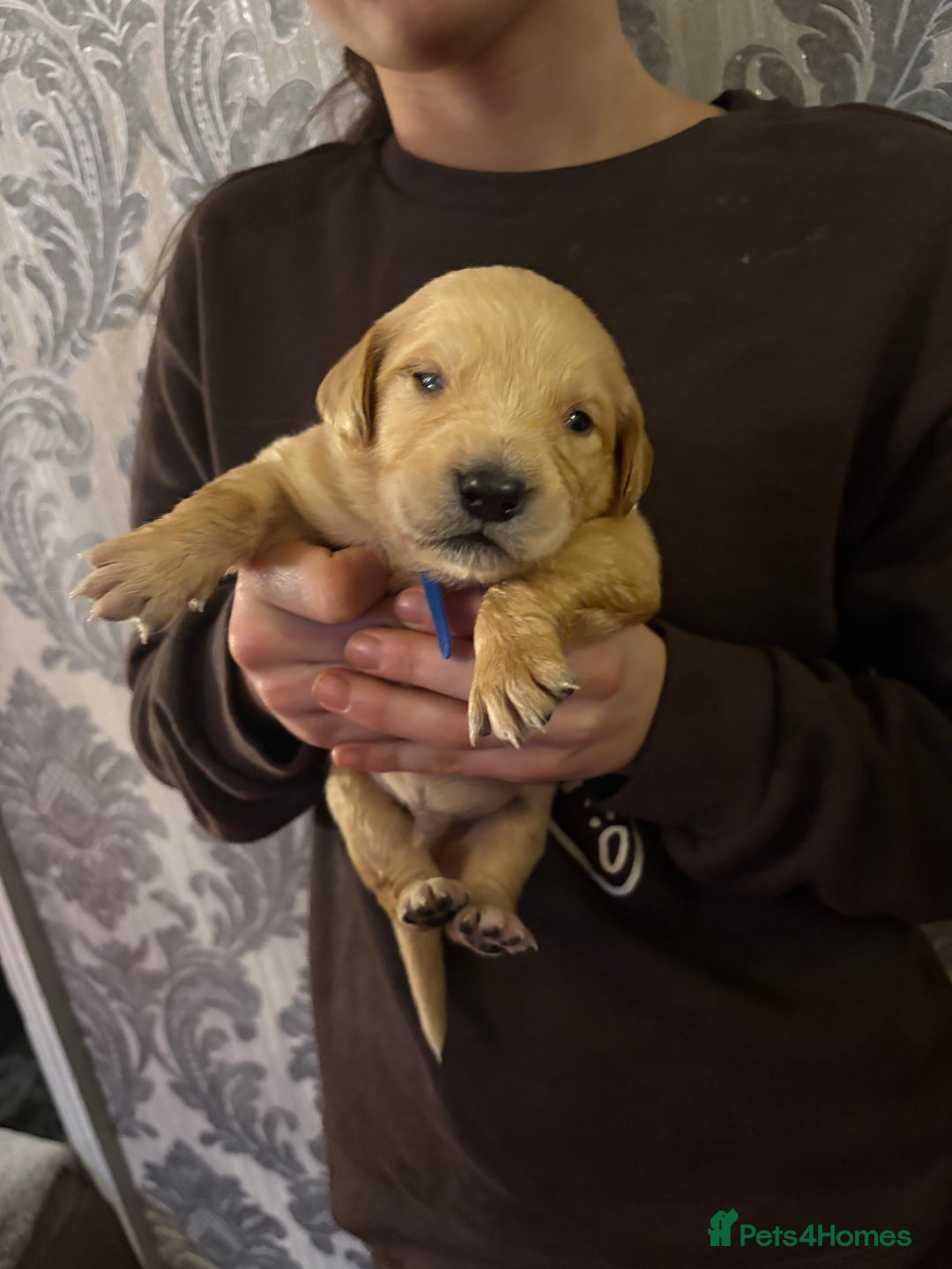 Golden Retriever dogs for sale: Adorable golden retriever puppies  - Advert 8