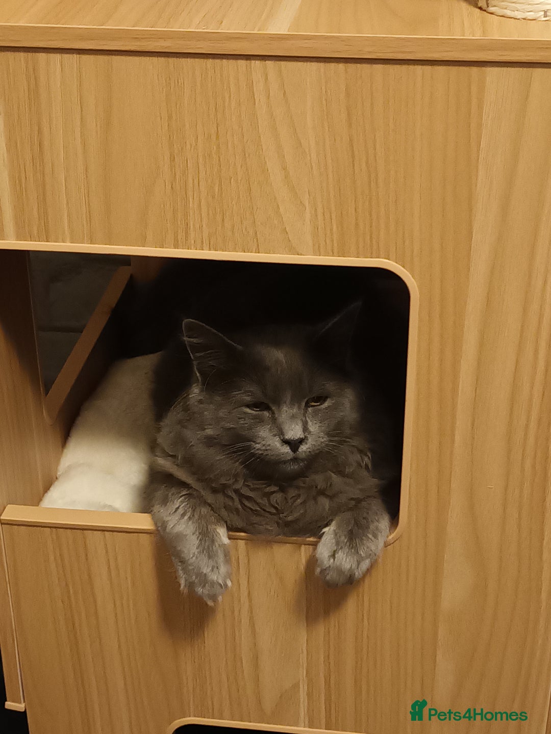 Ragdoll cats for sale: Two stunning brothers looking to be rehomed - Advert 5