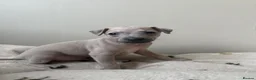 Italian Greyhound dogs for sale: KC Reg fawn male Italian greyhound READY NOW - Advert 12