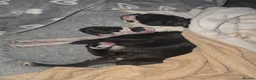 Boston Terrier dogs for sale: Boston for sale - Advert 3