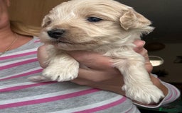 Maltipoo dogs for sale: Maltipoo puppies - Image 4
