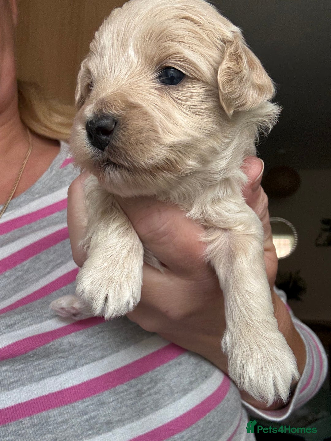 Maltipoo dogs for sale: Maltipoo puppies - Image 4
