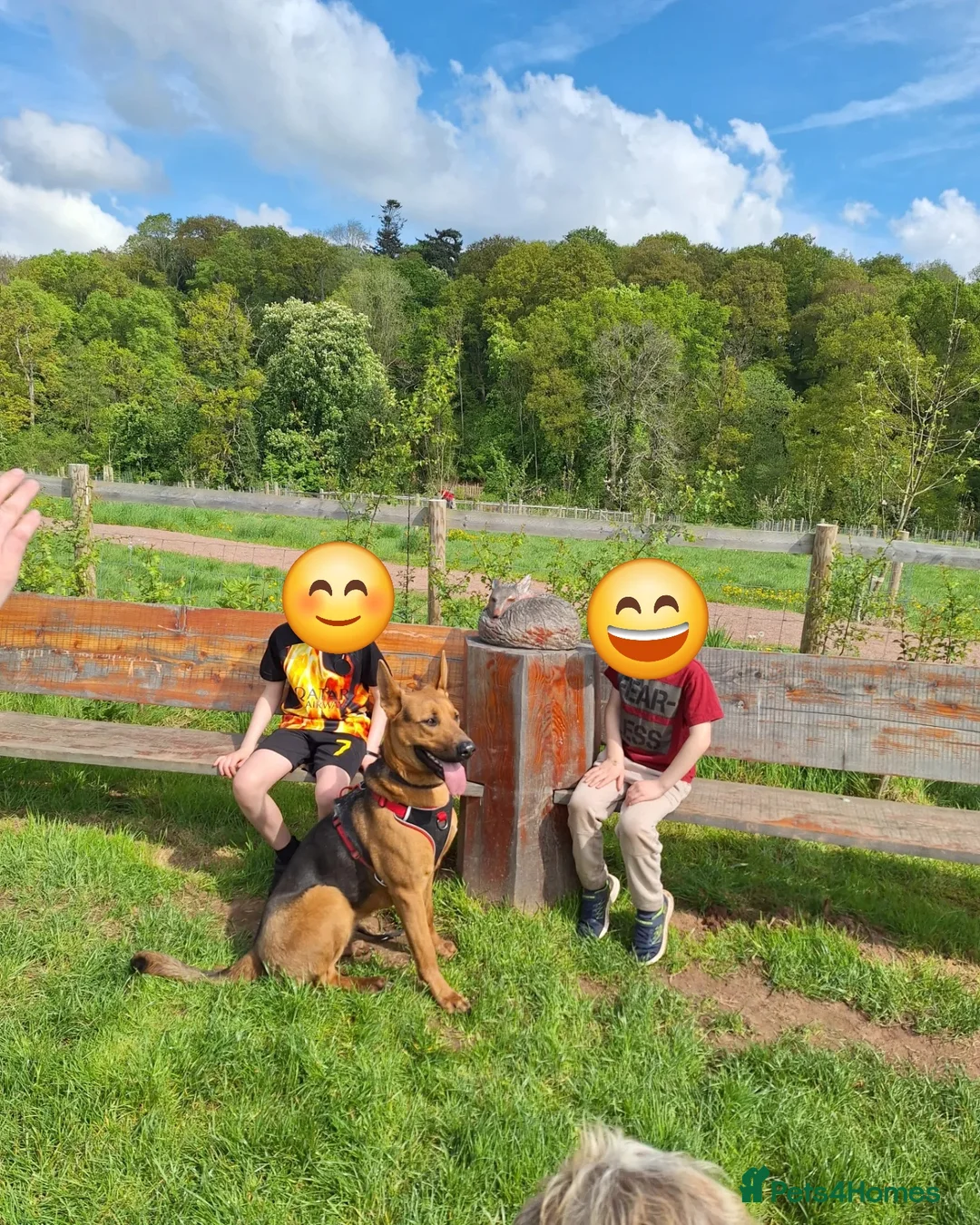 Italian Spinone dogs for sale: Frank & Red Pair Looking for a Loving Country Home - Advert 2