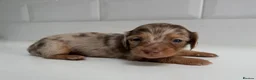 Miniature Dachshund dogs for sale: Beautiful Miniature dachshunds  - Advert 24