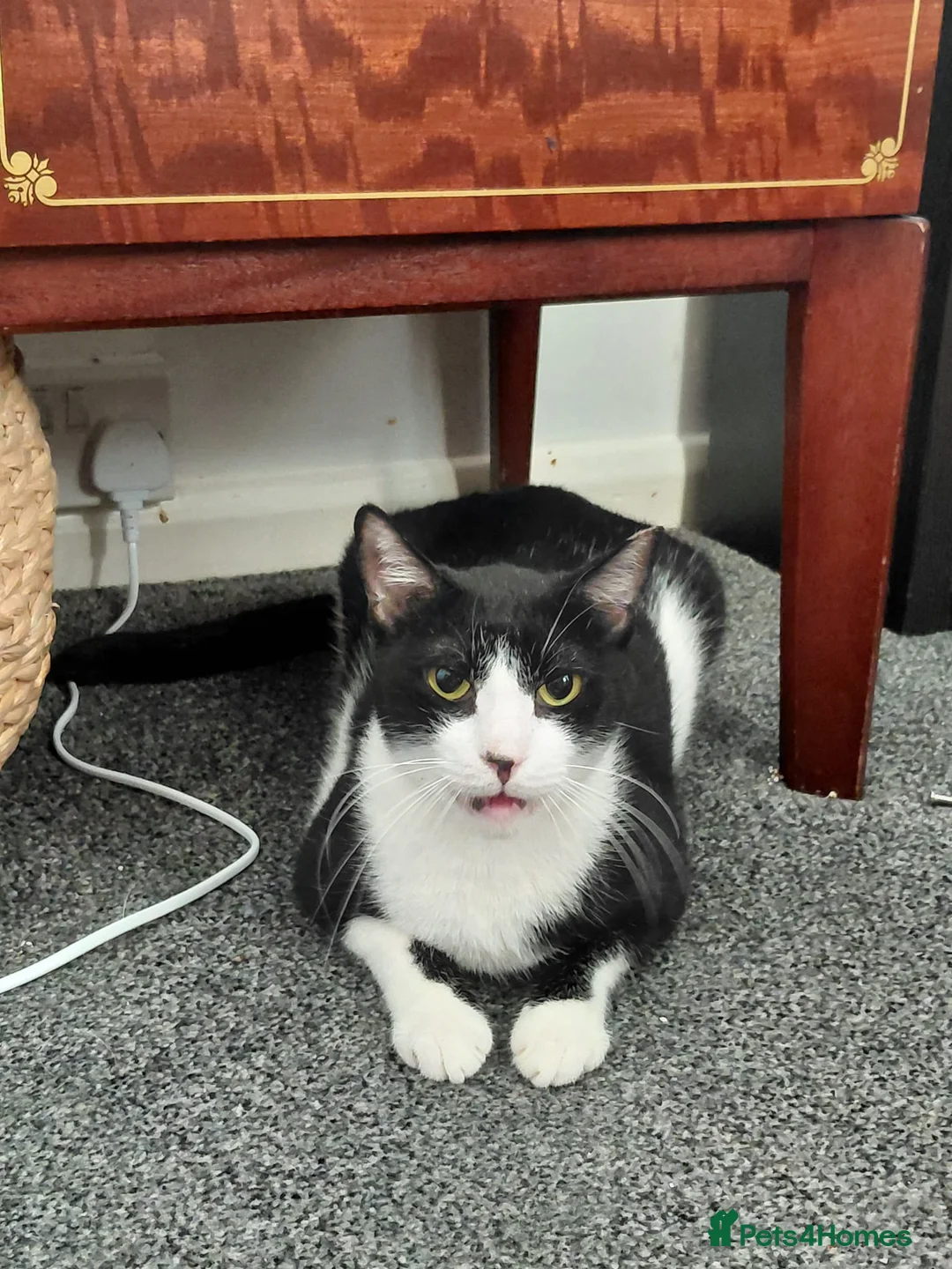 Mixed Breed cats for adoption: Indoor boy, Calm and Gentle Zack  in Norwich - Advert 2
