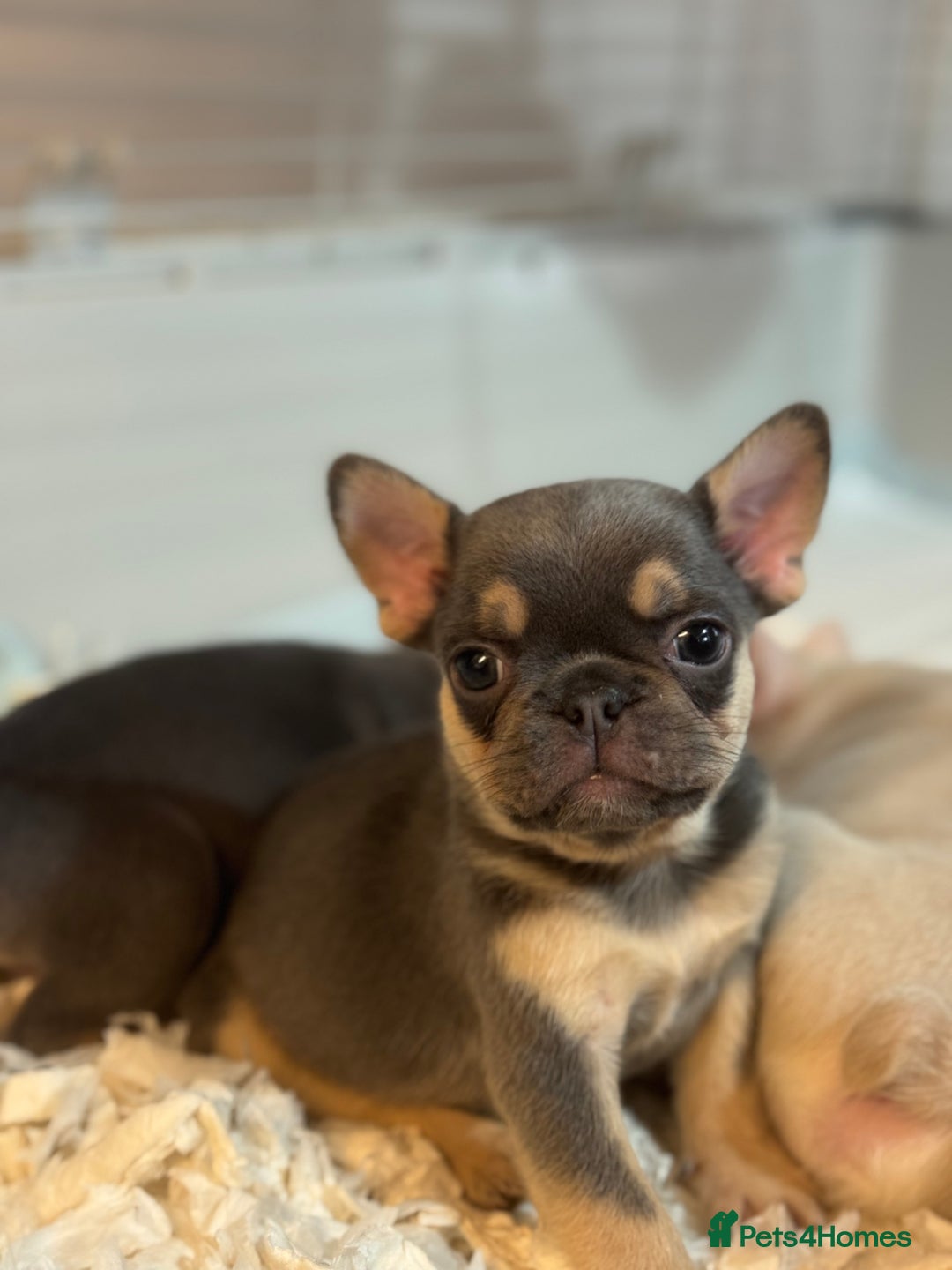 French Bulldog dogs for sale: Beautiful Litter Of Husky French Bulldogs - Advert 11