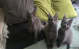 Maine Coon cats for sale: Maine Coon Kittens ready to leave home  - Image 19
