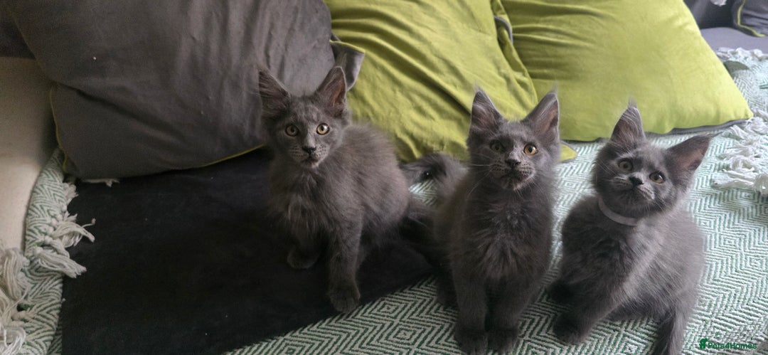 Maine Coon cats for sale: Maine Coon Kittens ready to leave home  - Image 19