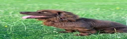Cocker Spaniel dogs for stud: Available for Stud Gorgeous Working Cocker - Advert 3