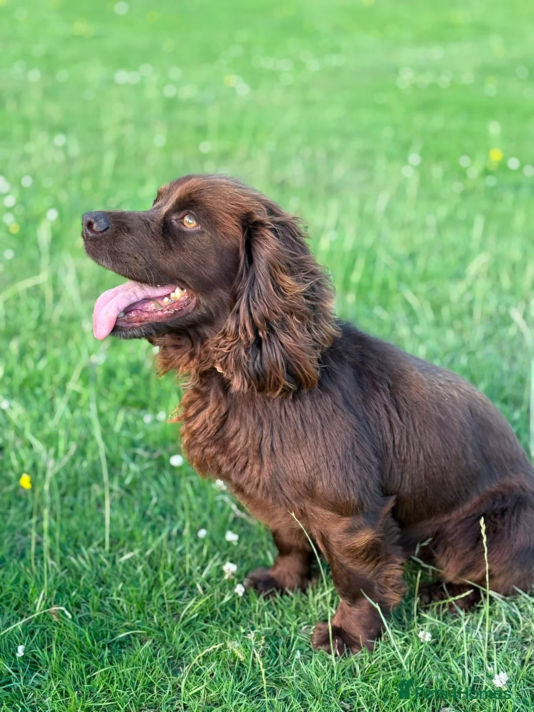 Cocker Spaniel dogs for stud: Available for Stud Gorgeous Working Cocker - Advert 3