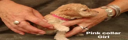 Labradoodle dogs for sale: Labradoodles Miniature/Midi Puppies Muliti Gen  - Advert 5