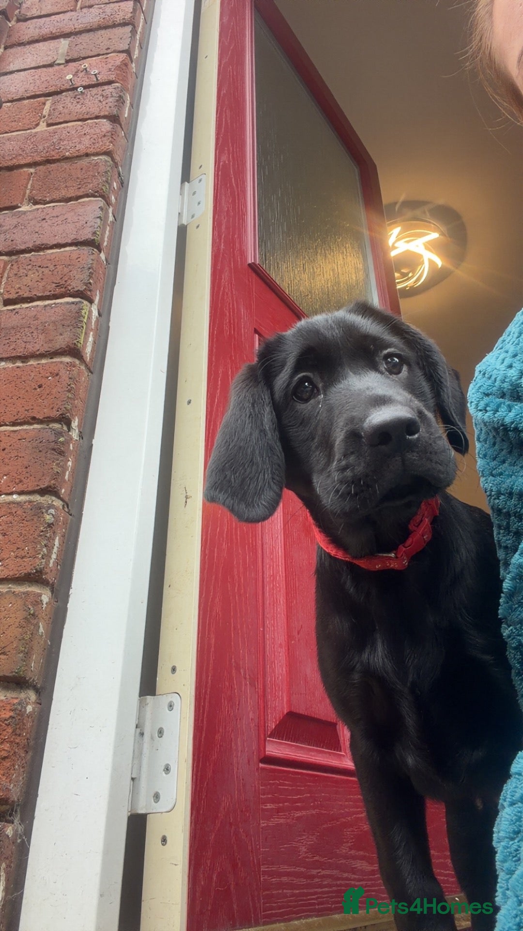 Labrador Retriever dogs Last Beautiful Labrador champion bloodline pup - Advert 2
