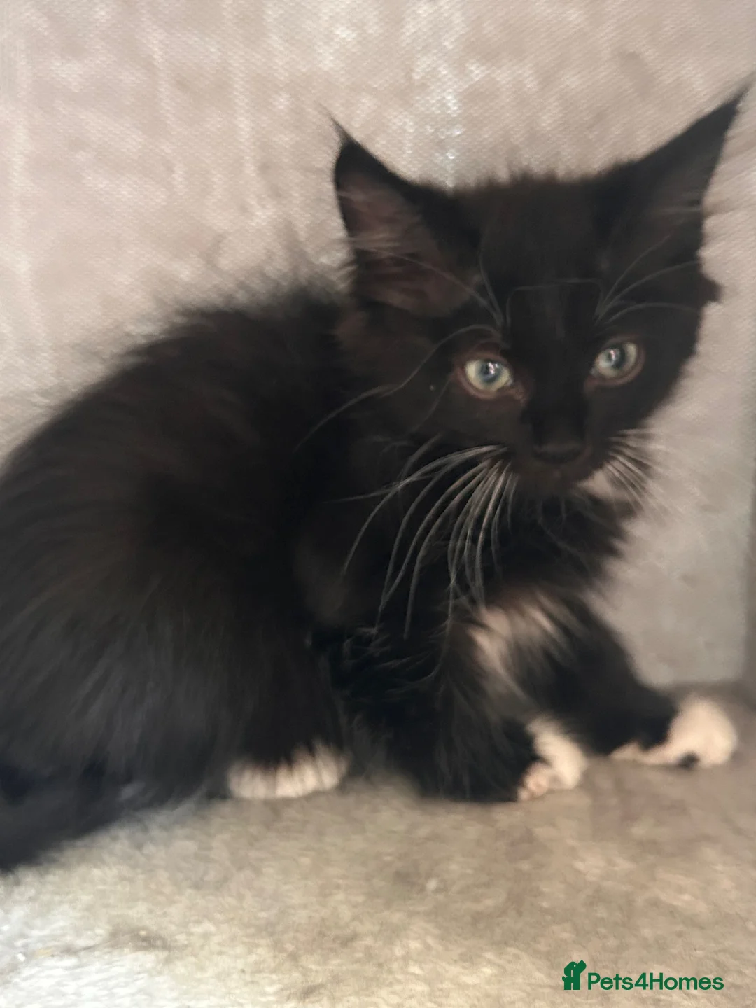 Mixed Breed cats for sale: Last 2 boys ready now Siamese x mainecoon x - Advert 1