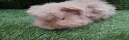Guinea Pig rodents for sale: Alpaca Guinea Pigs - Advert 15