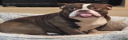 American Bully dogs for sale: Exotic pocket bully  in Sudbury - Advert 4