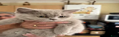 British Shorthair 1