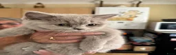 British Shorthair cats for sale: Lilac Female British Short Hair - Advert 2
