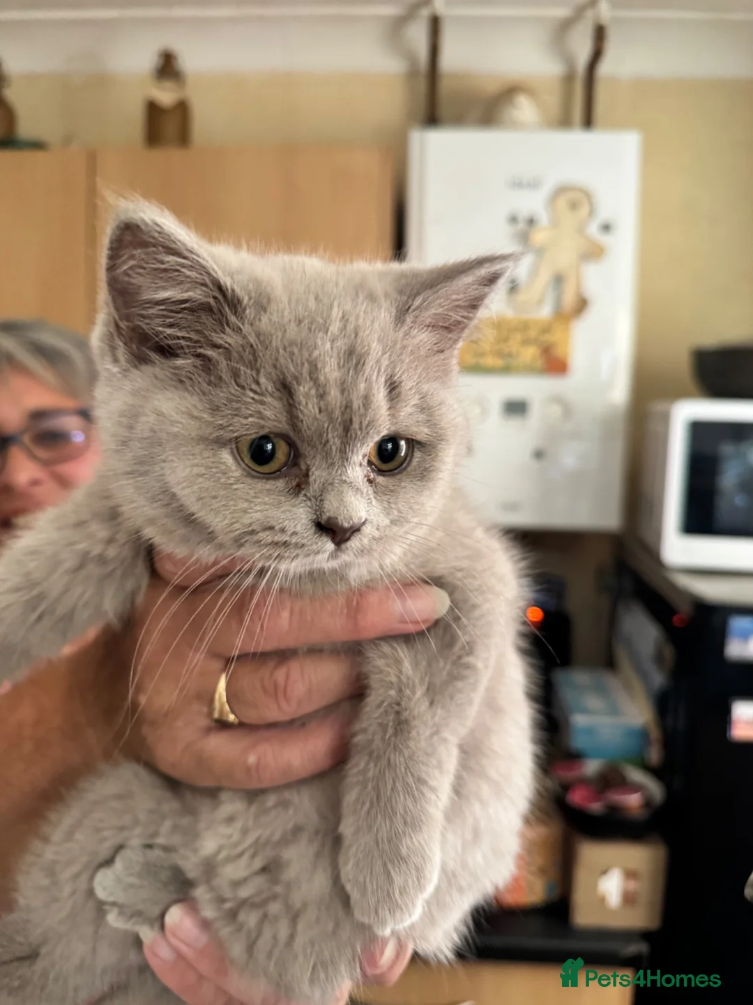 British Shorthair cats for sale: Lilac Female British Short Hair - Advert 2