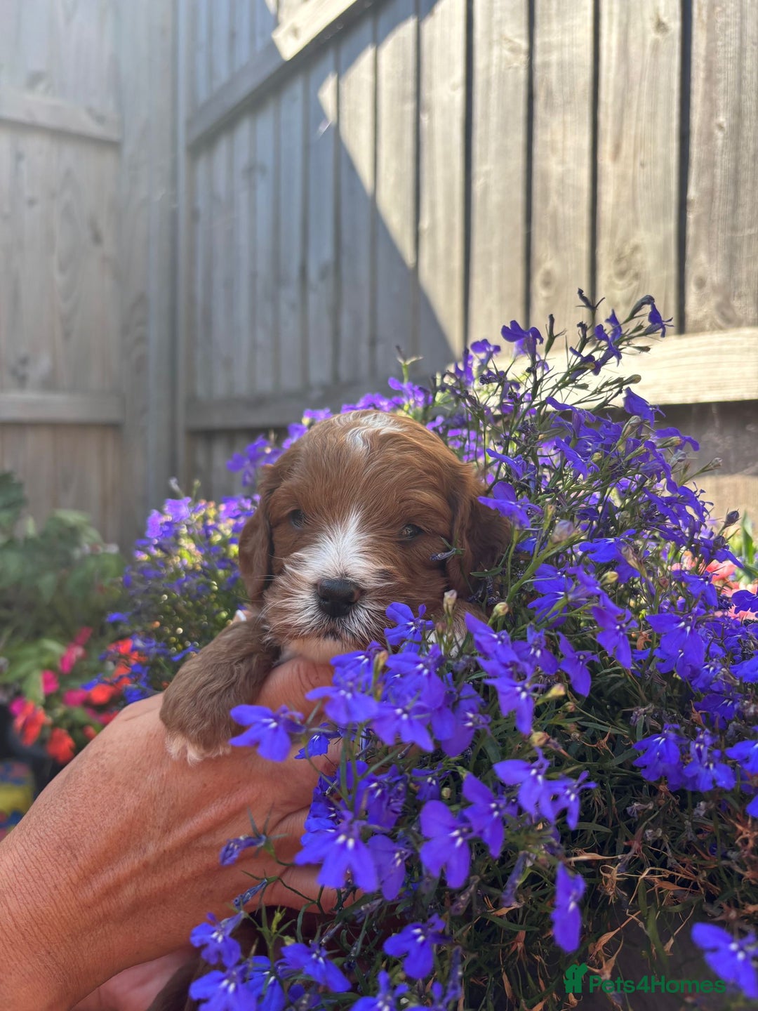 Cavapoo dogs for sale: Health tested cavapoo - Image 7