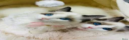 Ragdoll cats for sale:  🌸 GCCF/TICA Registered Pedigree Ragdoll Kittens  - Advert 5