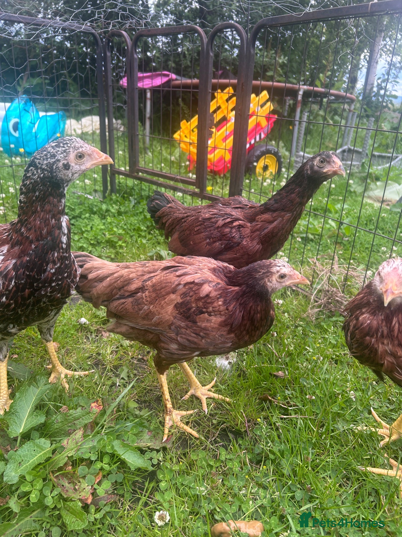 Chickens poultry Asil pullets born end of January  - Advert 2