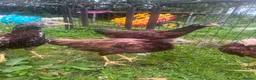 Chickens poultry for sale: Asil pullets born end of January  - Advert 2