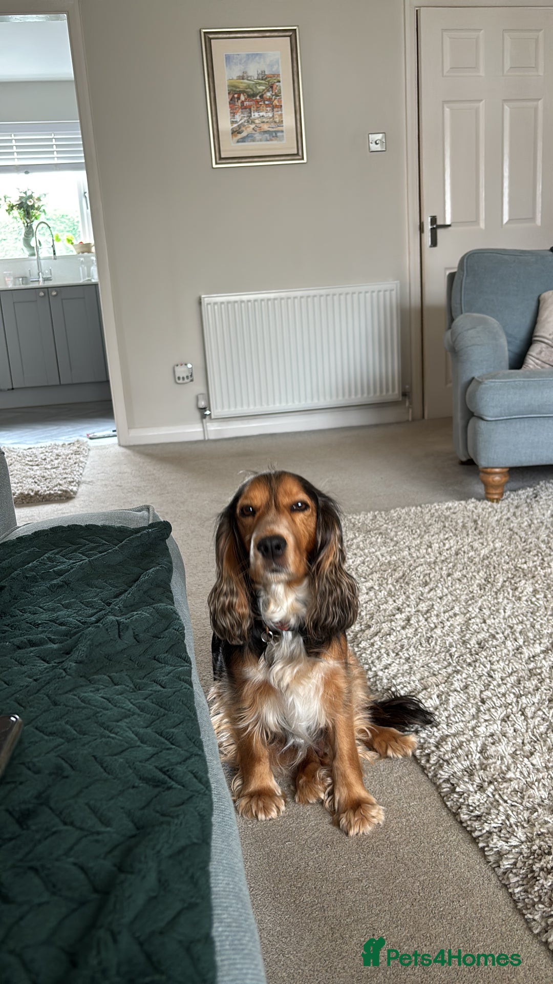 Cocker Spaniel dogs for sale: Outstanding FN clear kc reg cocker spaniel puppies - Image 23